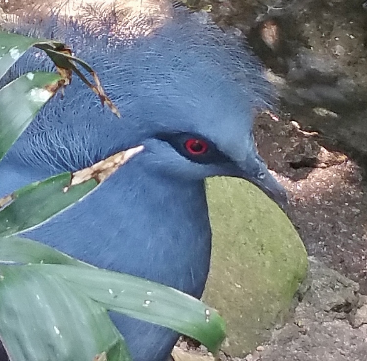 blue-bellied roller (bird)